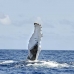 whale_humpback_v_00515_dom2563.jpg